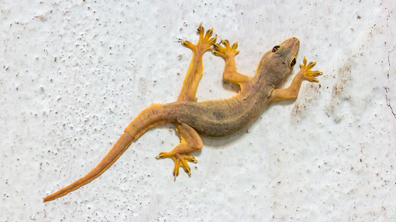 Lagartixa em Casa: Mitos e Verdades sobre Doenças e Veneno