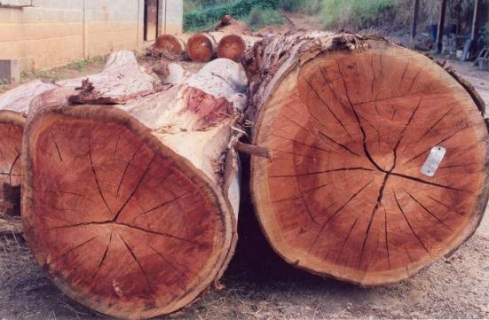 madeira angelim pode molhar