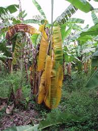 Banana e diabetes: o que você precisa saber