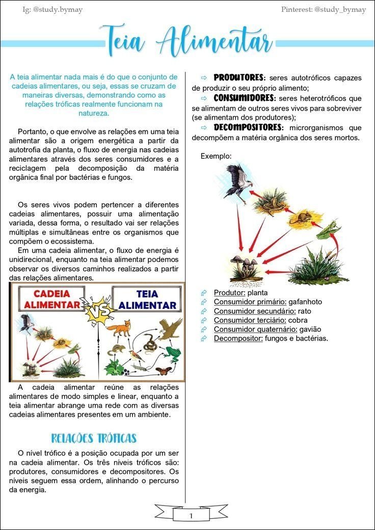diferença cadeia e teia alimentar