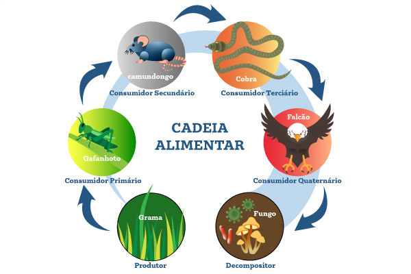 mapa mental cadeia alimentar simples