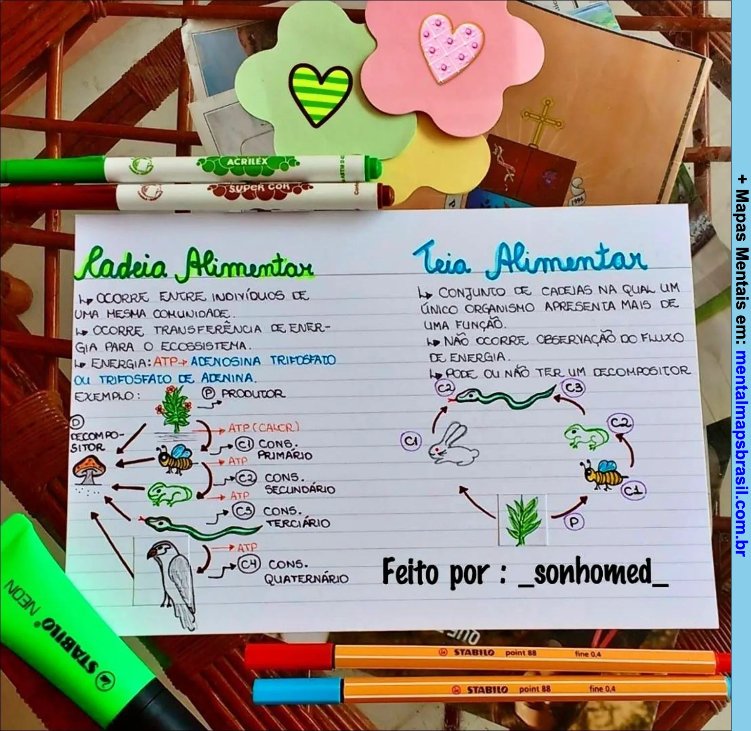 produtores consumidores decompositores
