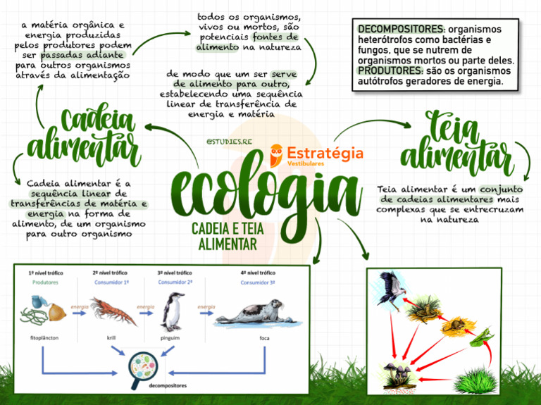 diferença cadeia e teia alimentar