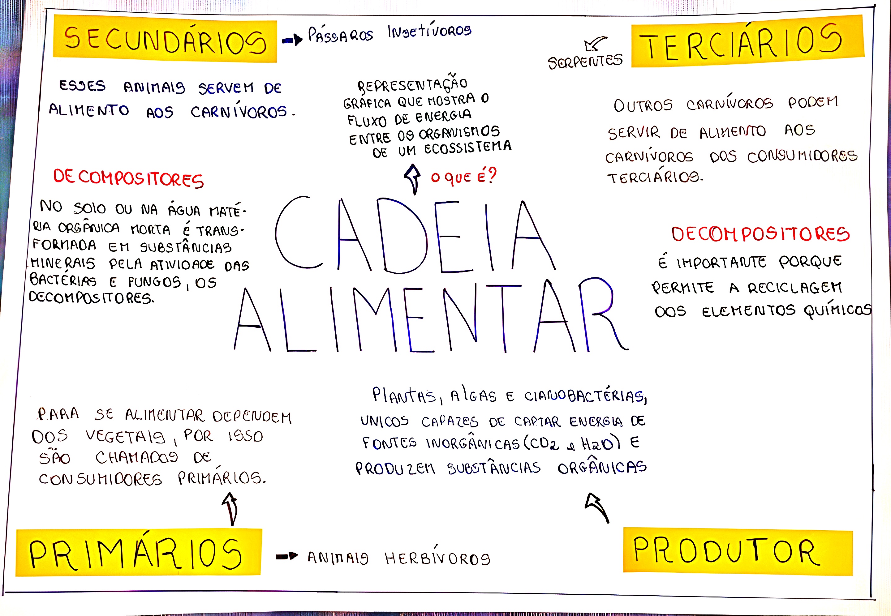 fluxo de energia ecossistema