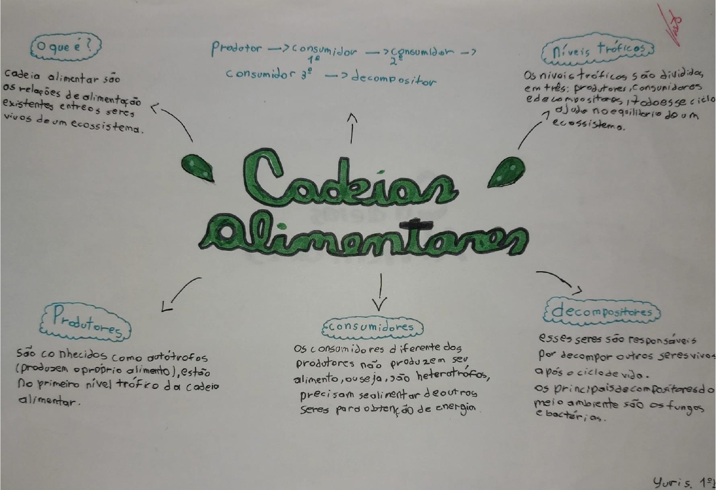 mapa mental cadeia alimentar simples