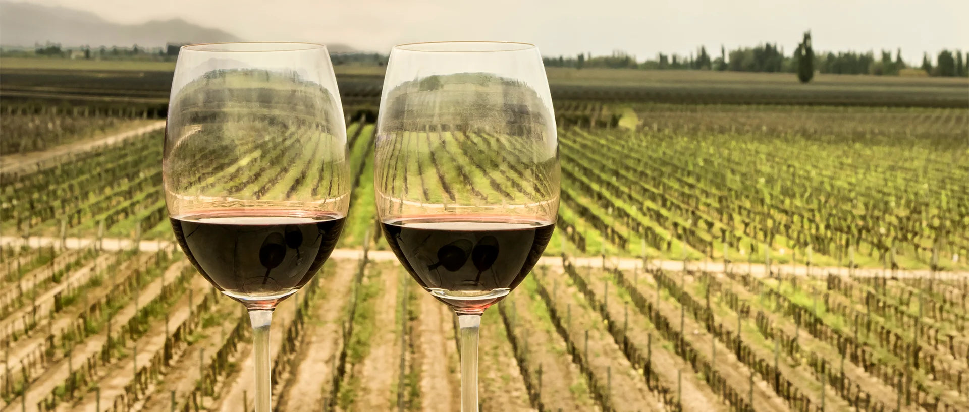 Investindo em Vinhos de Mendoza: Rótulos para Colecionar e Guardar