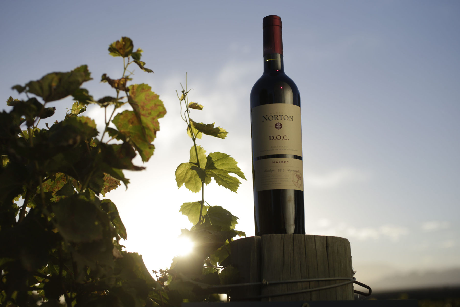 melhores vinhos de mendoza