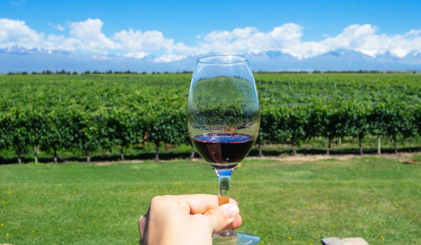 Investindo em Vinhos de Mendoza: Rótulos para Colecionar e Guardar