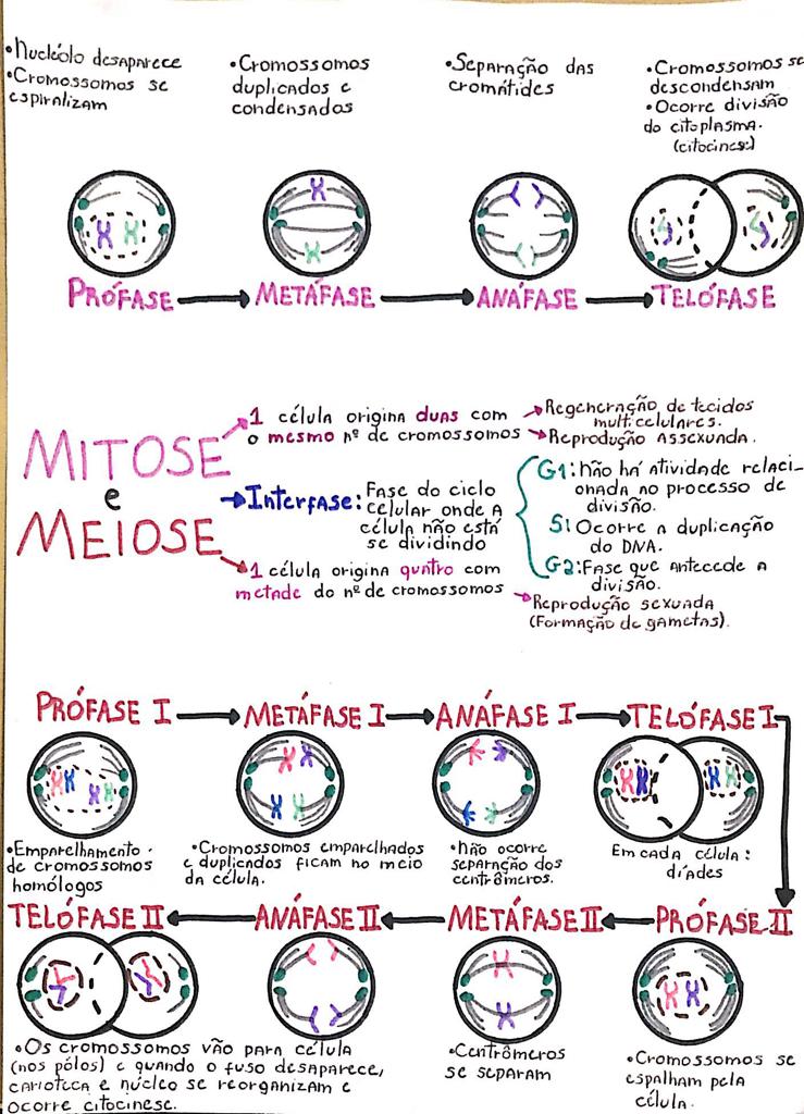 mapa mental mitose e meiose completo