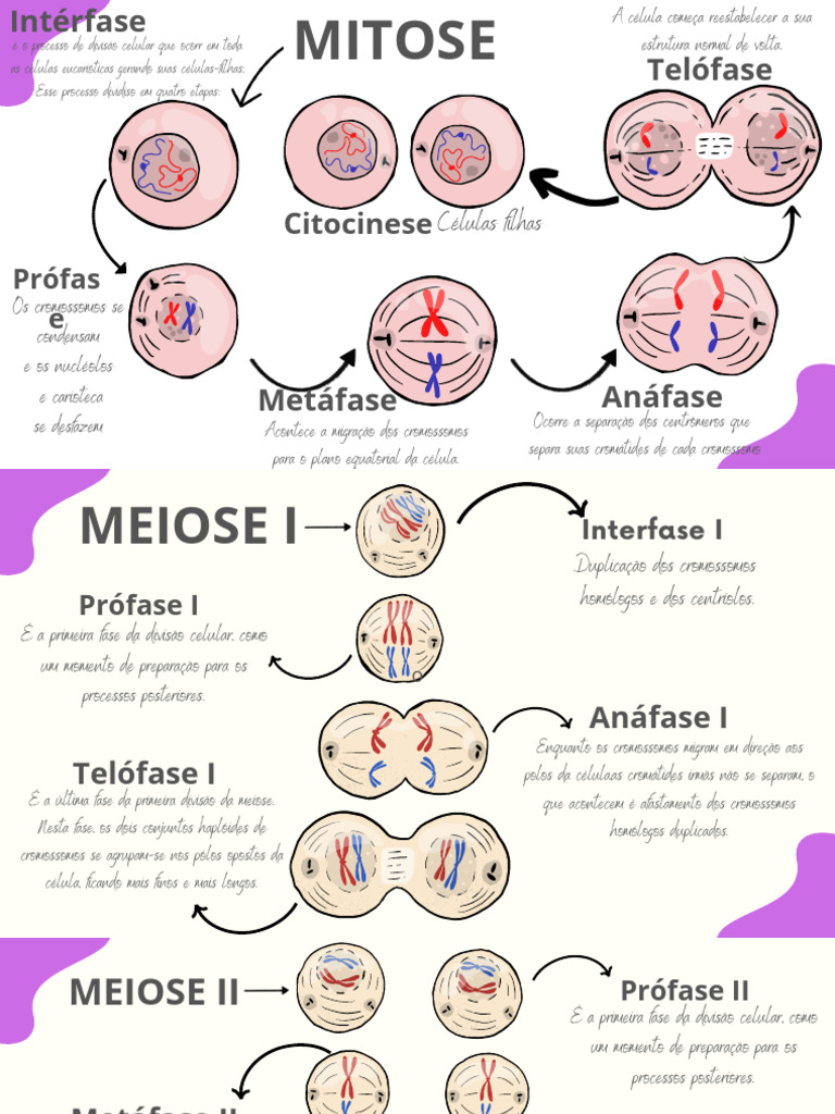 resumo mitose e meiose enem