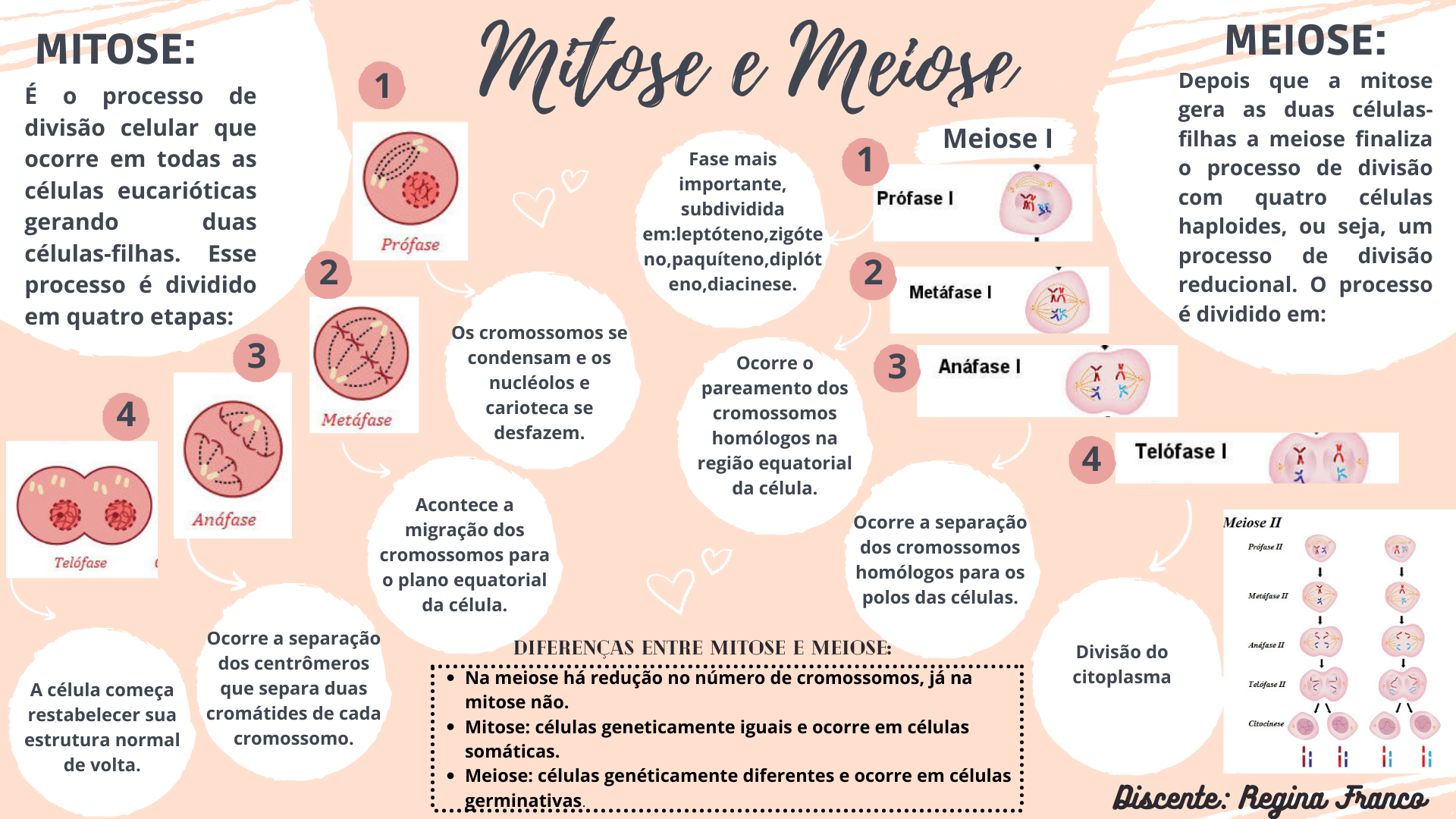 diferenças entre mitose e meiose mapa mental