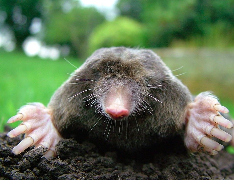 Moleskine Clássico vs. Cahier: Qual o melhor para você?