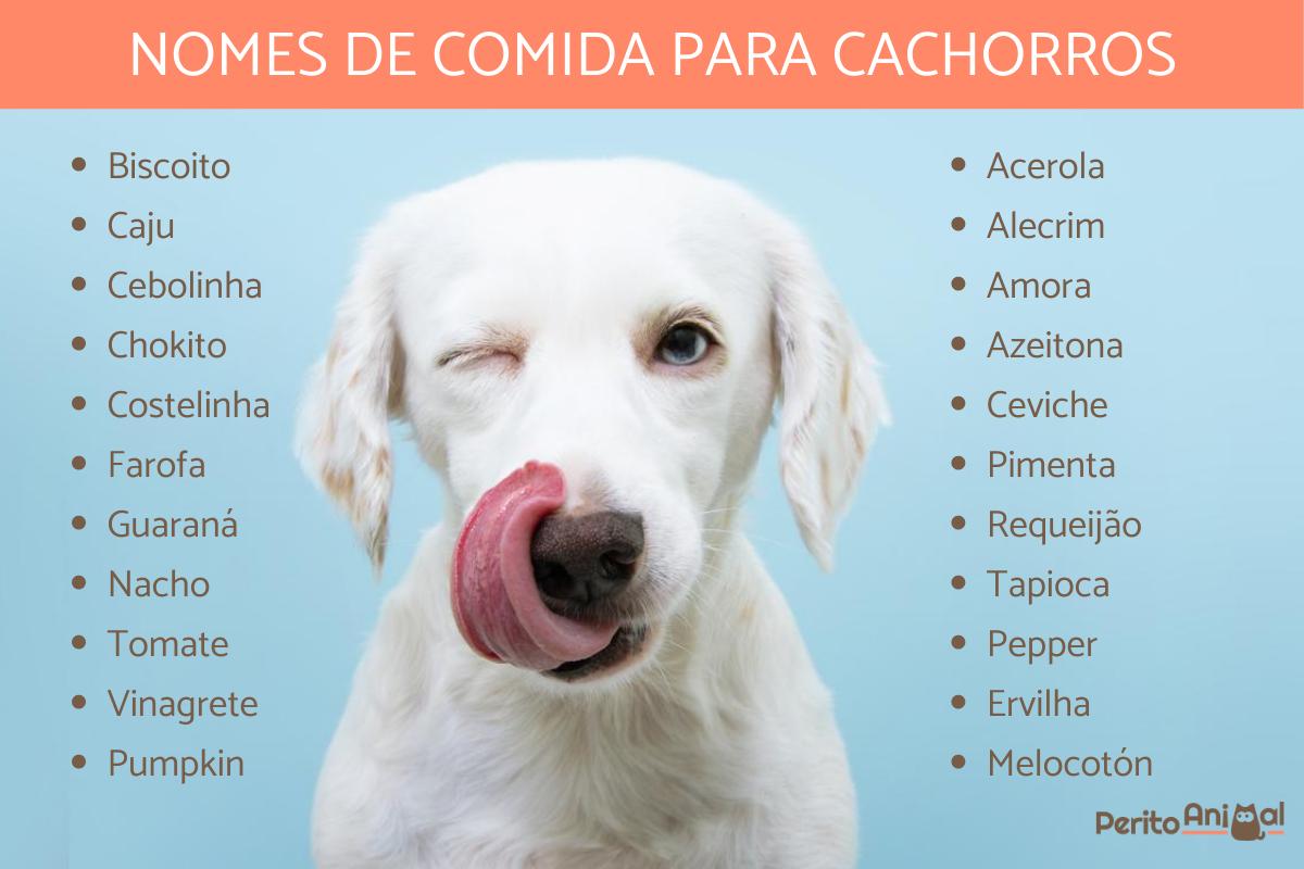 Os 50 nomes de cachorro mais curtos e fáceis de chamar