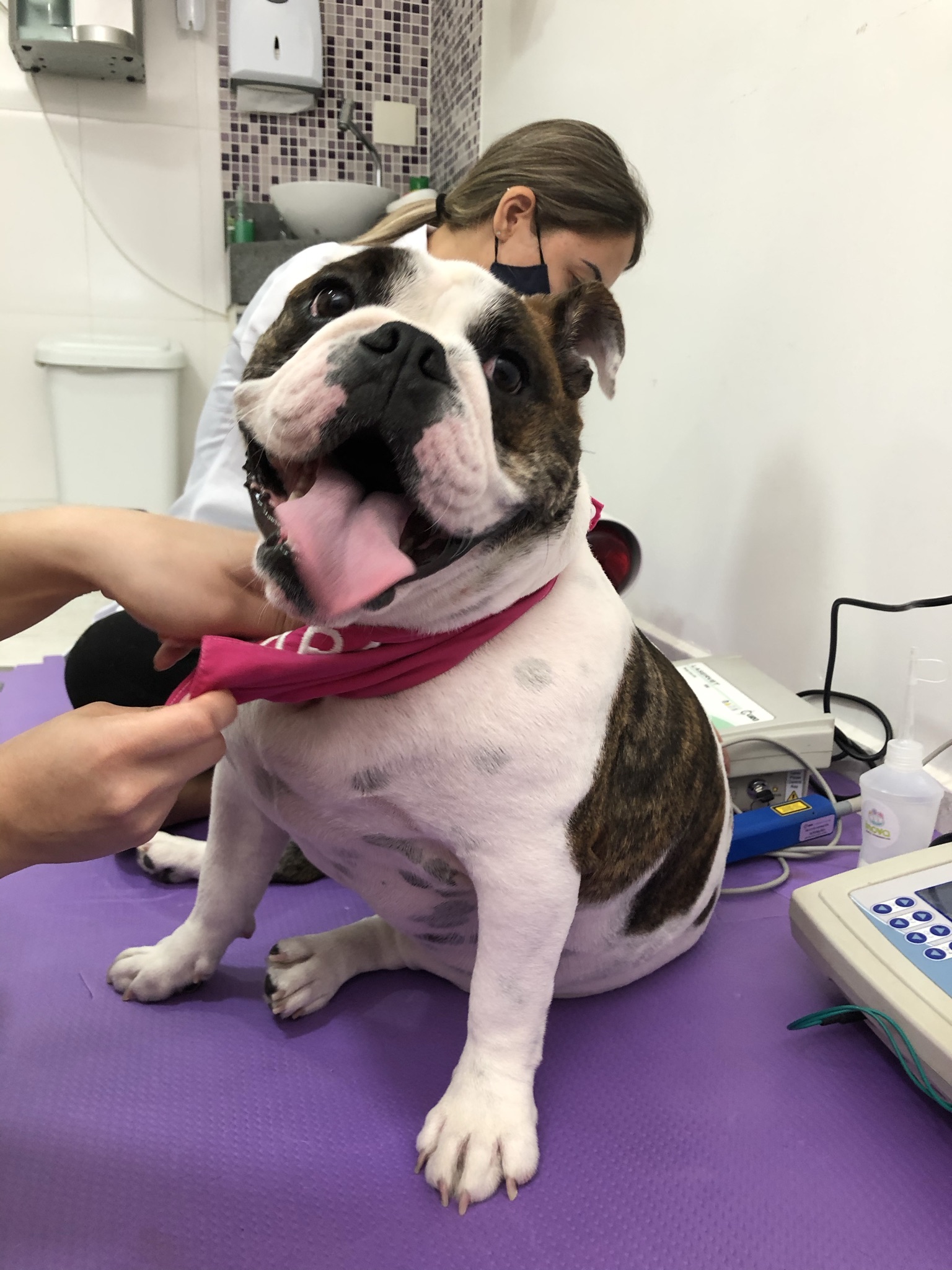 Nomes de cachorros para raças específicas (ex: Golden Retriever