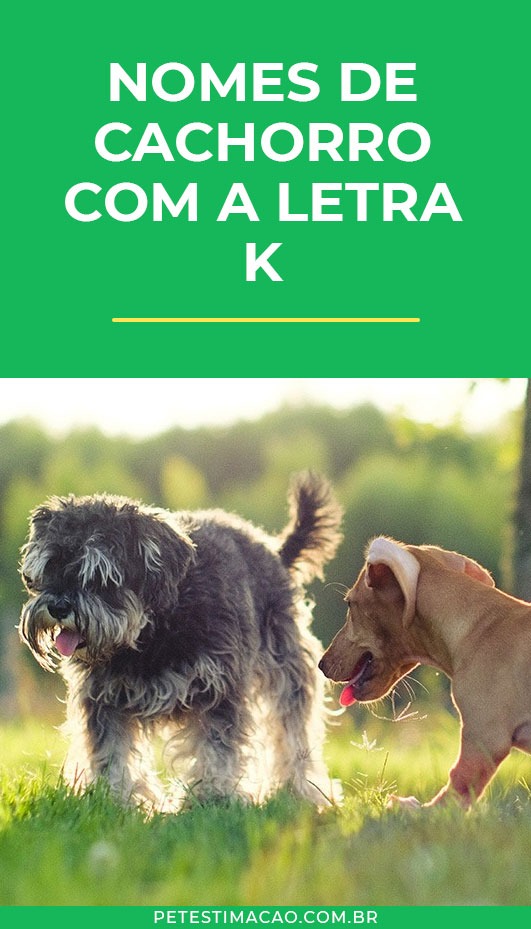 Os 50 nomes de cachorro mais curtos e fáceis de chamar