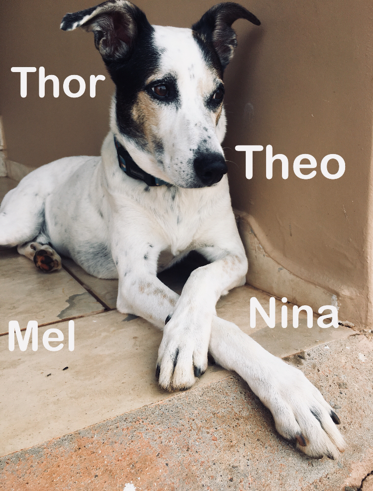 Nomes de cachorros inspirados em personagens de filmes e séries