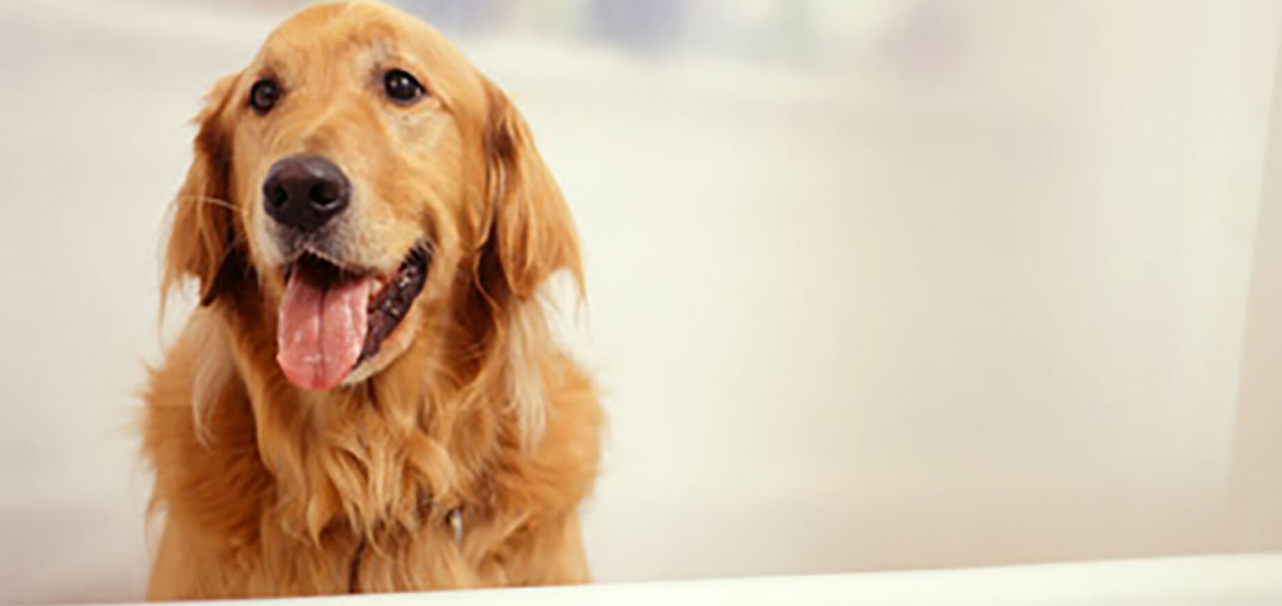 Nomes de cachorros para raças específicas (ex: Golden Retriever
