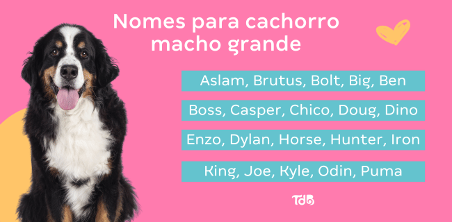 Nomes de pets inspirados na mitologia e heróis
