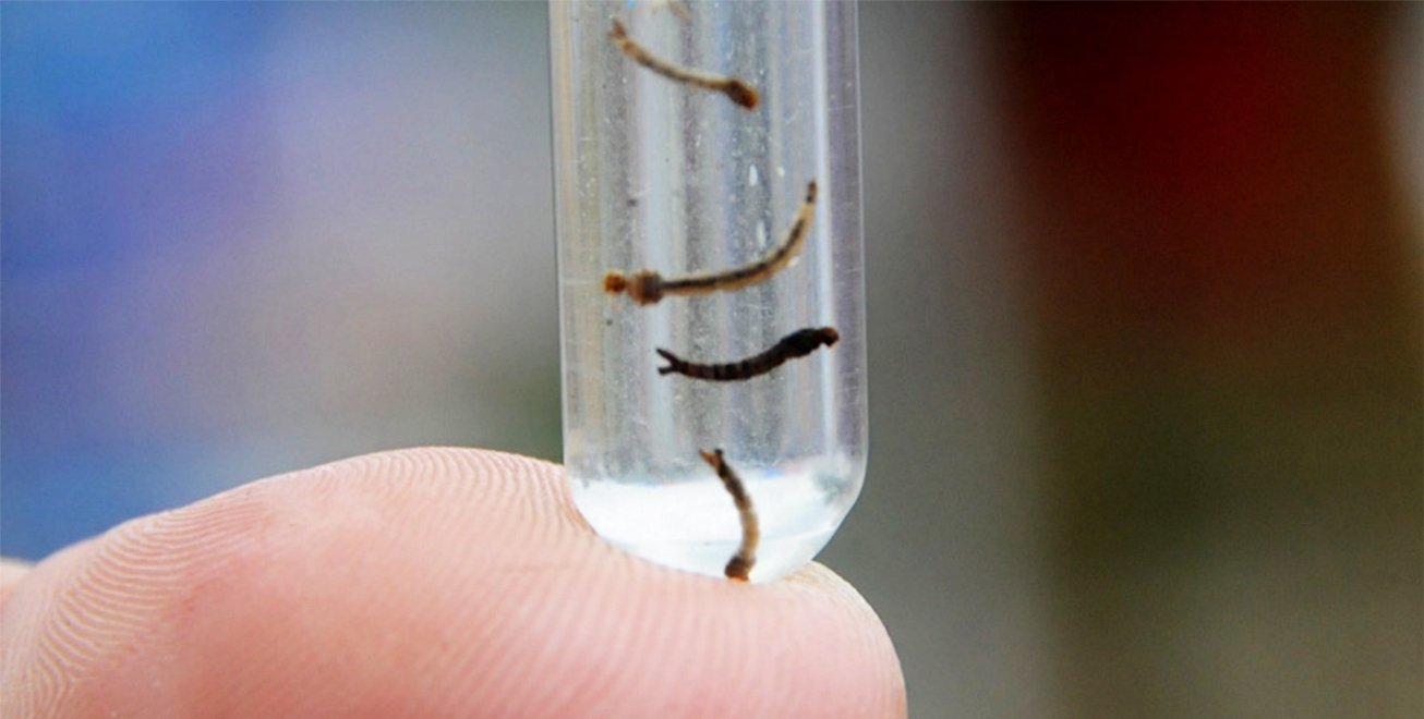 Febre do Oropouche vs. Dengue: Entenda as Diferenças e Como se Proteger