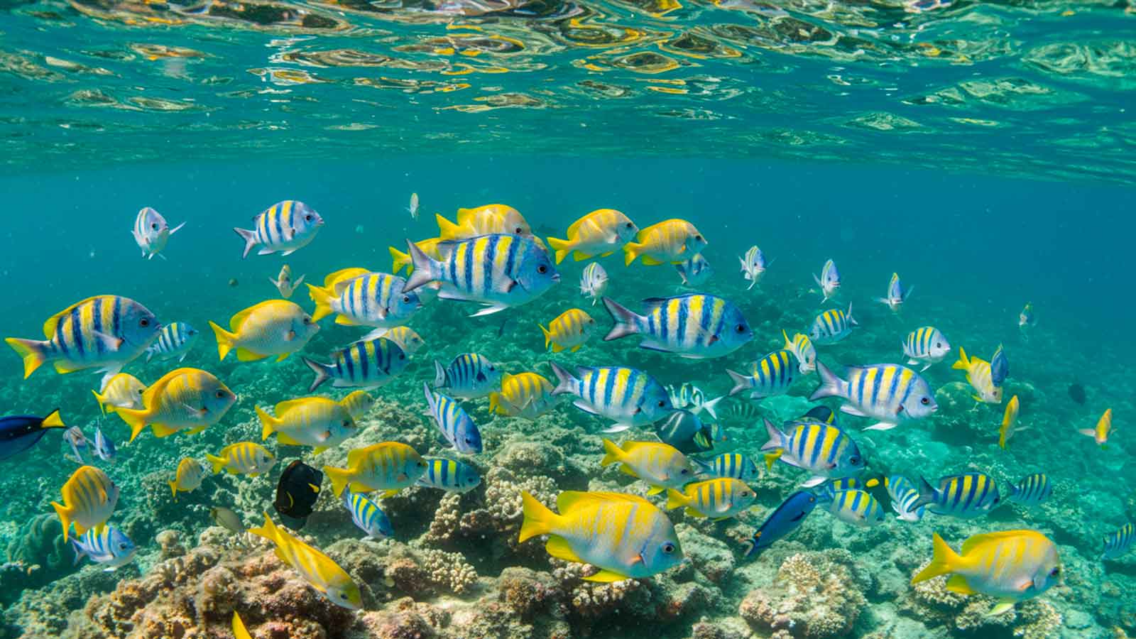 O Que A Bíblia Diz Sobre Sonhar Com Peixe