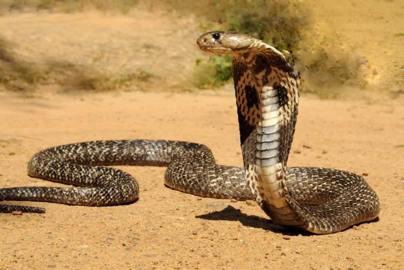 o que significa sonhar com muitas cobra