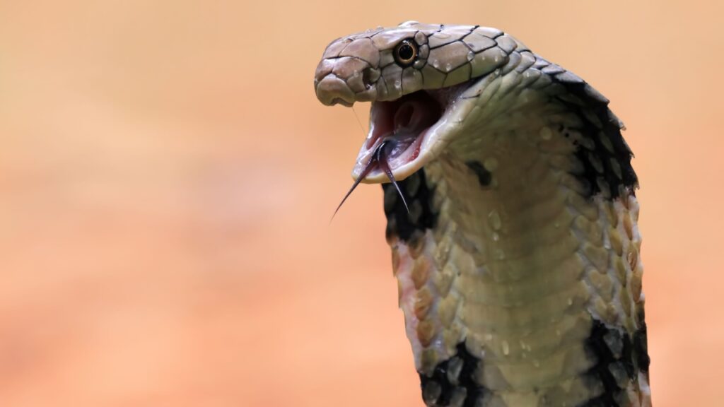 Como Lidar com a Ansiedade Revelada em Sonhos com Cobras