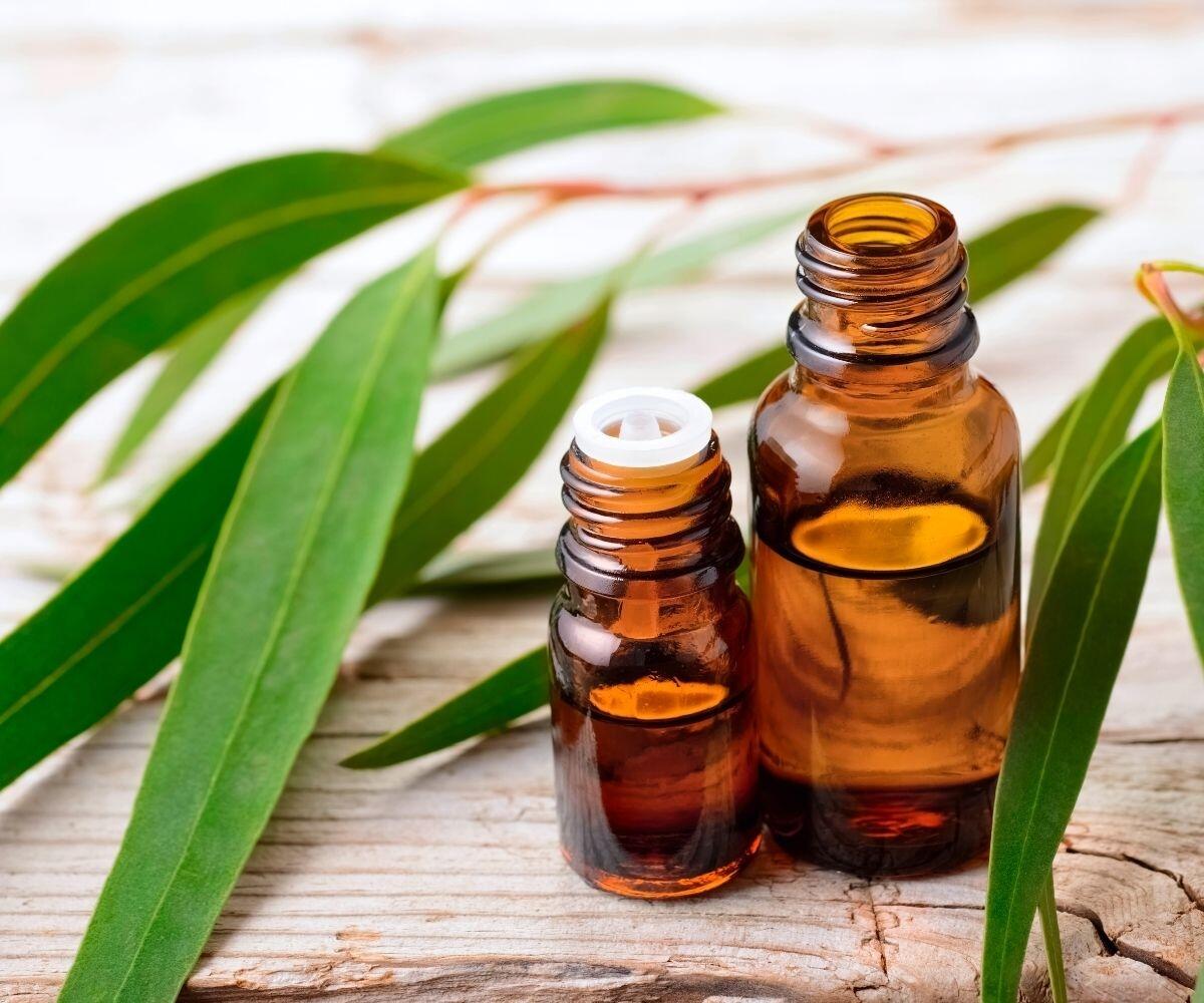 Eucalipto Globulus vs. Radiata: Qual o Melhor Óleo Essencial para Crianças e Adultos?