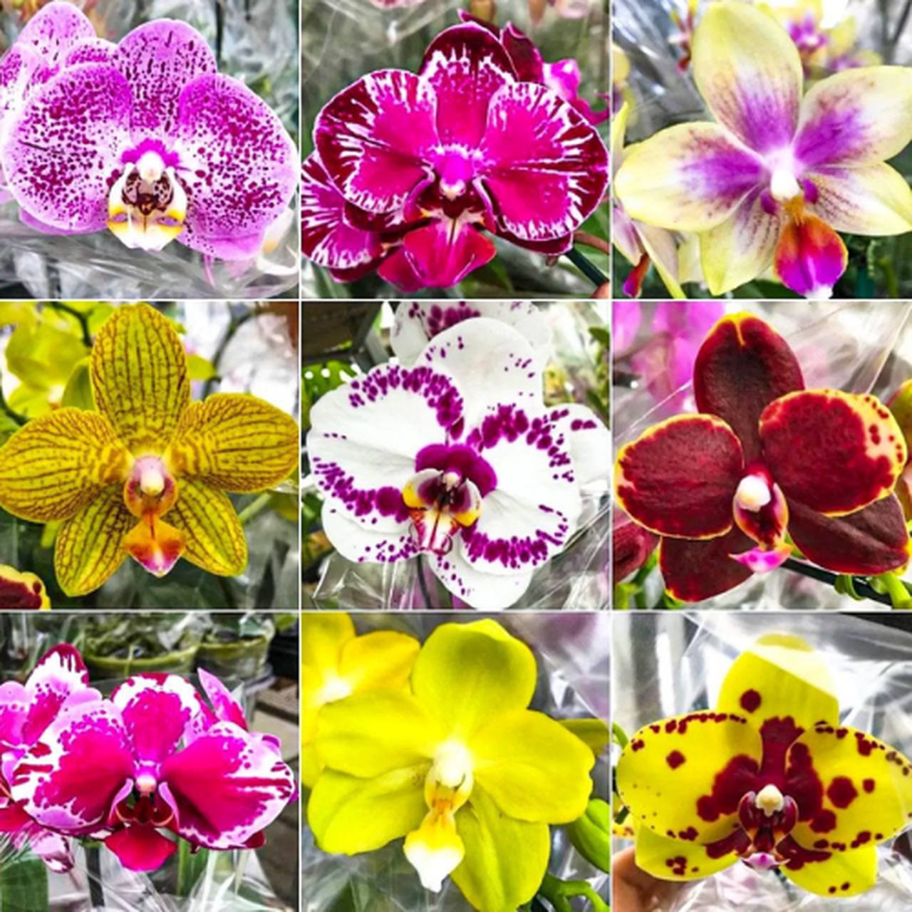 onde comprar orquídeas perto de mim