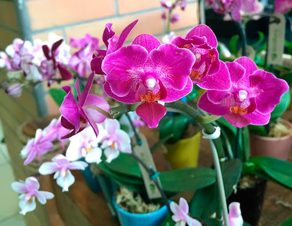 As Melhores Espécies de Orquídeas para Iniciantes