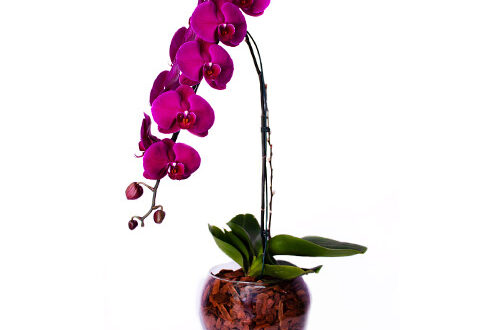 Presenteie com Orquídeas: Dicas para Escolher o Arranjo Perfeito