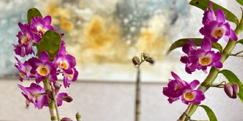 onde comprar orquídeas perto de mim