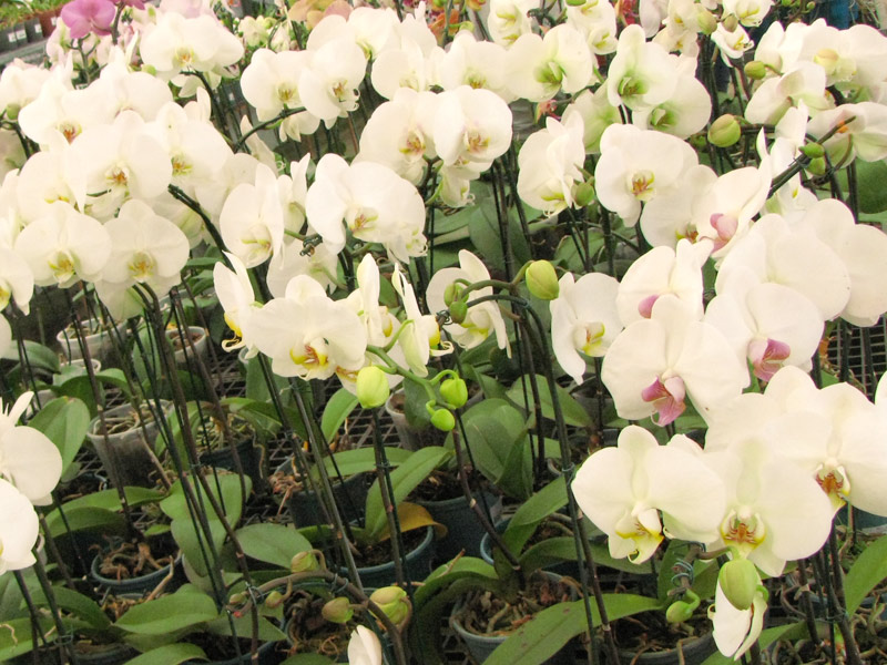 Guia Completo: Como Cuidar de Orquídeas em Casa