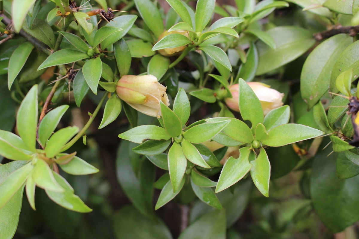 ora pro nobis beneficios