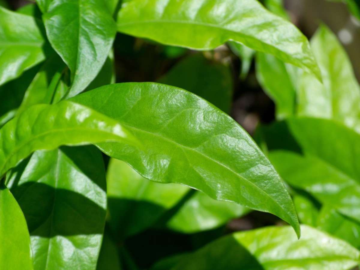 Ora-pro-nóbis em Cápsulas: Benefícios e Como Escolher