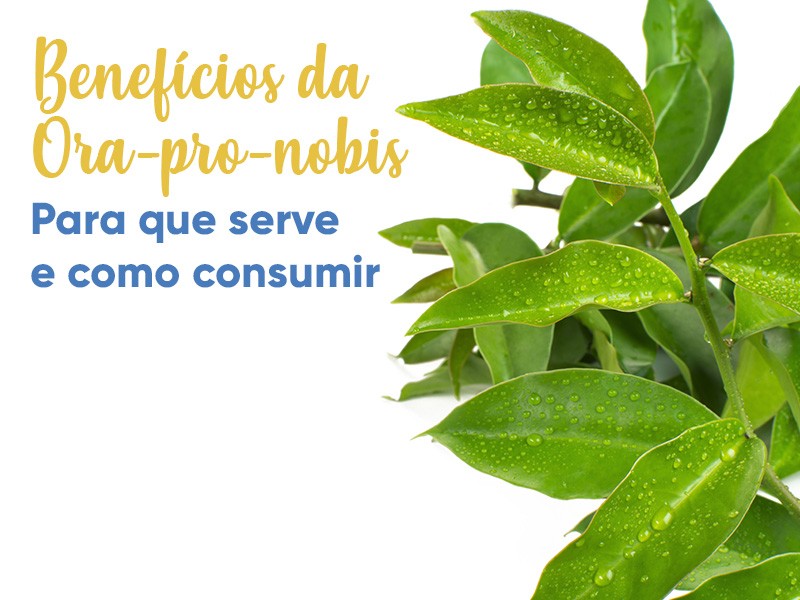 Como Cultivar Ora-pro-nóbis em Casa: Guia Completo