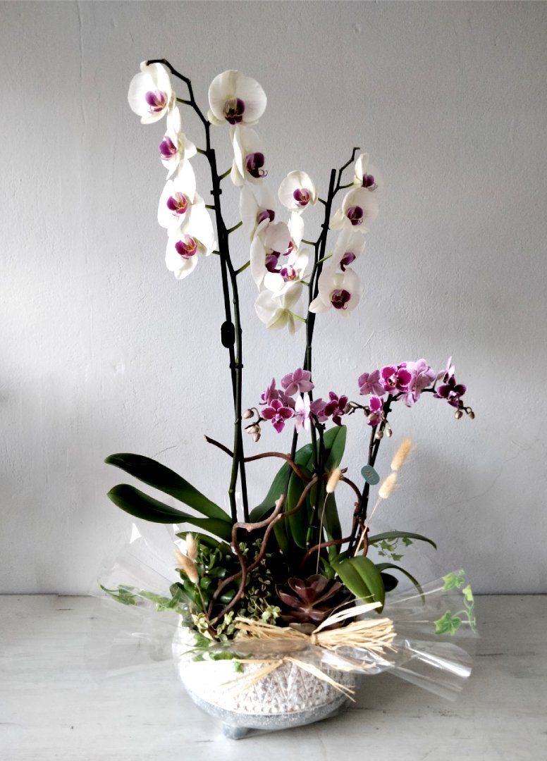 tipos de orquídeas para iniciantes