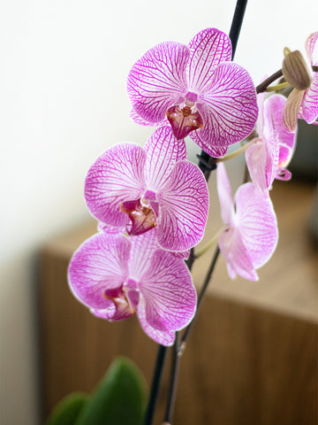 como cuidar de orquídeas