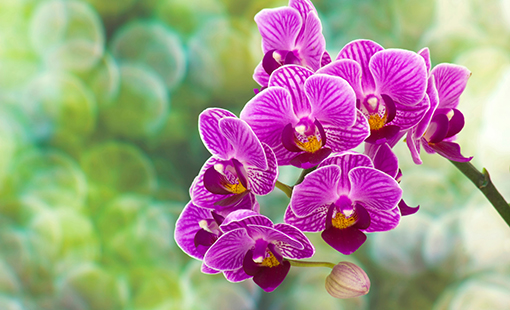 tipos de orquídeas para iniciantes