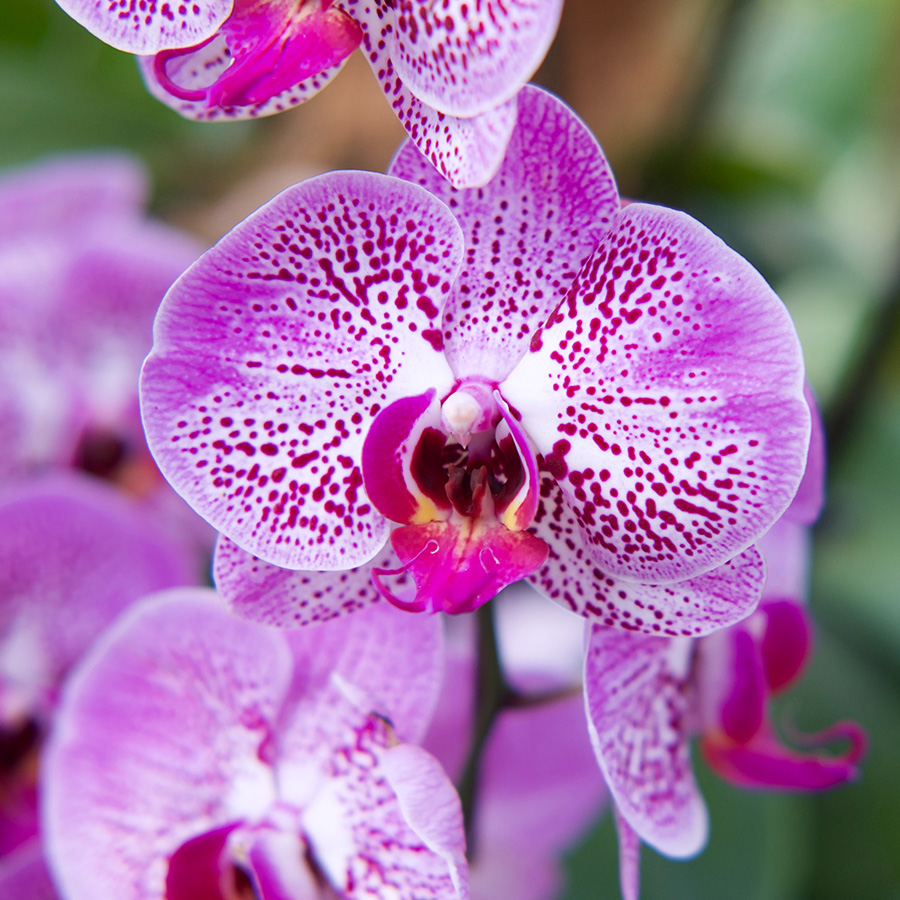 manutenção de orquídeas em apartamento