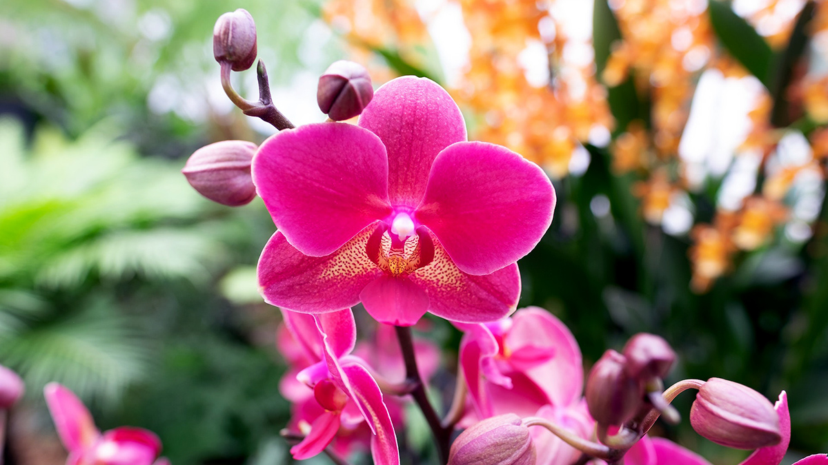 tipos de orquídeas para iniciantes