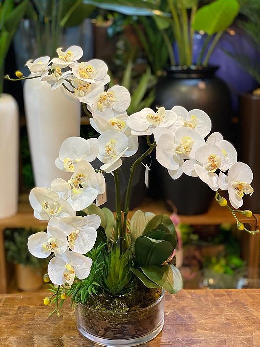 como cuidar de orquídeas