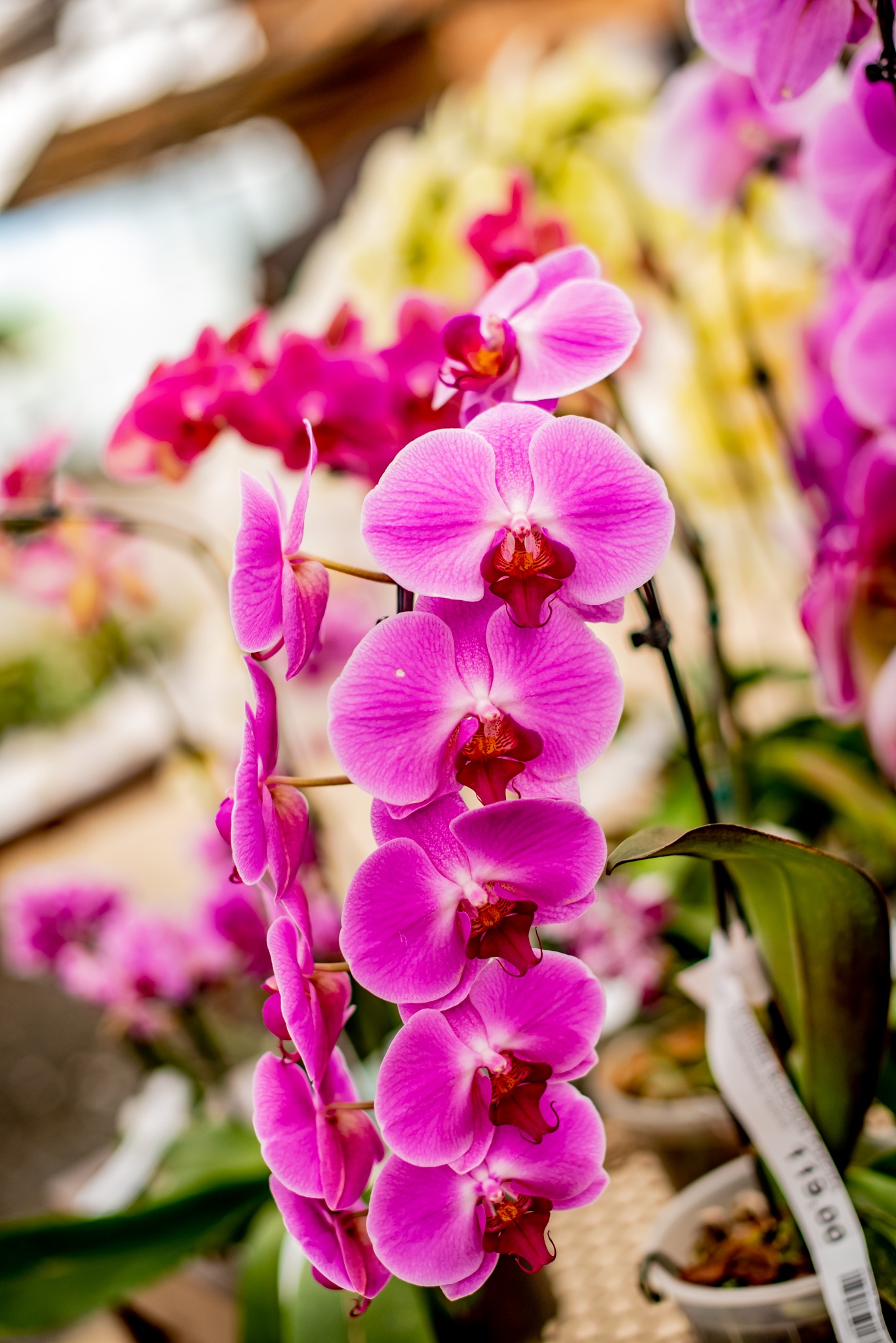 como cuidar de orquídeas