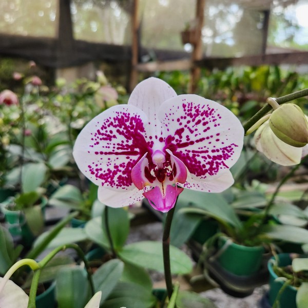 orquídeas orquídeas