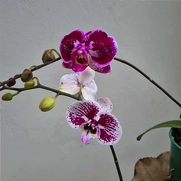 Problemas Comuns em Orquídeas e Como Resolvê-los: Um Guia Prático