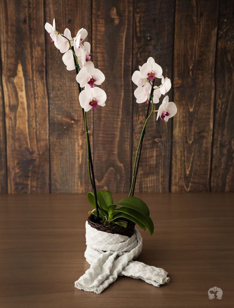 orquídeas orquídeas