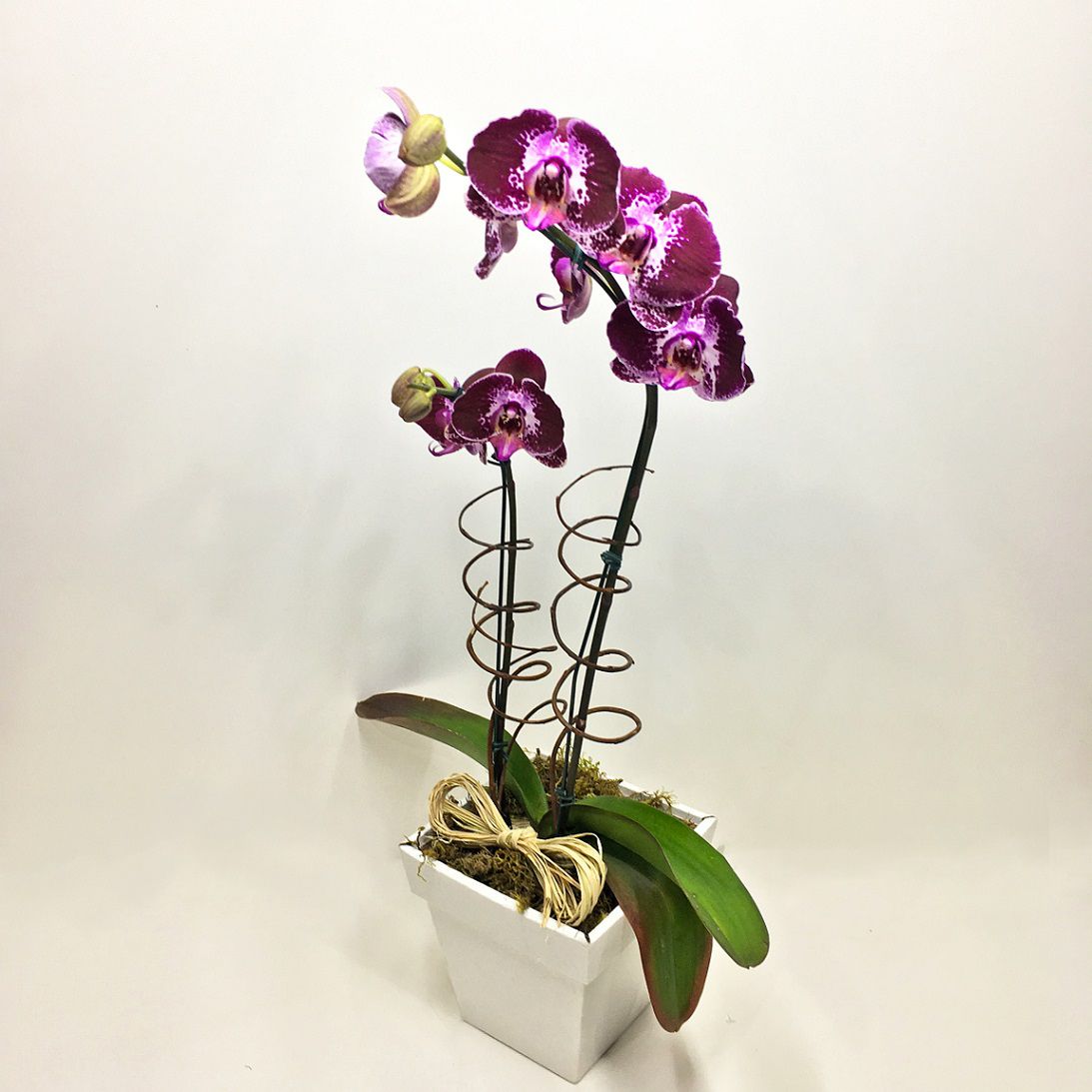 Montando um Orquidário em Casa: Dicas Essenciais para Iniciantes