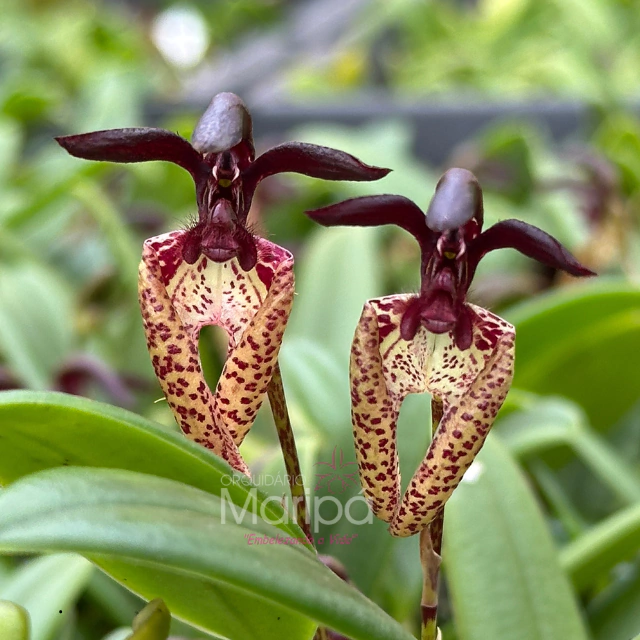 orquídeas orquídeas