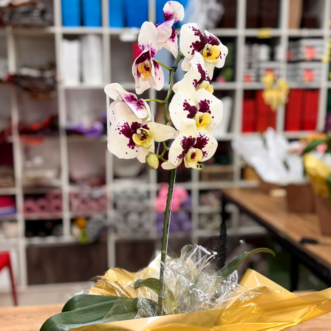 Guia Completo: Como Fazer Sua Orquídea Florescer Novamente