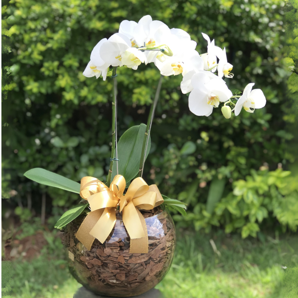 Problemas Comuns em Orquídeas e Como Resolvê-los: Um Guia Prático