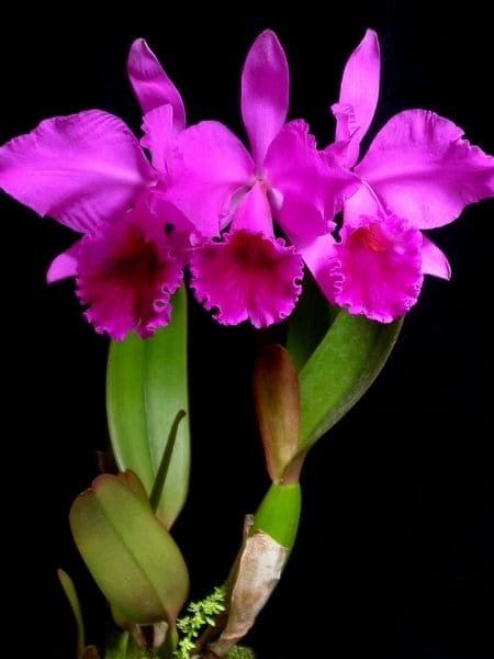 Montando um Orquidário em Casa: Dicas Essenciais para Iniciantes